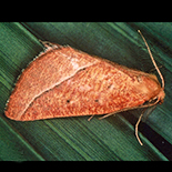 Aspilatopsis carneata